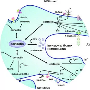 Cortactin