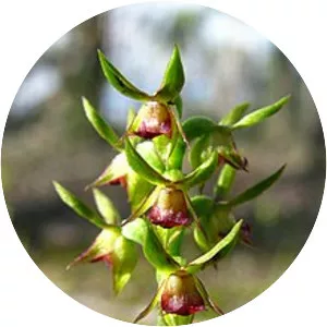 Corunastylis ciliata