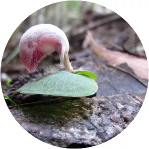 Corybas aconitiflorus