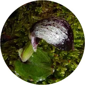 Corybas cheesemanii