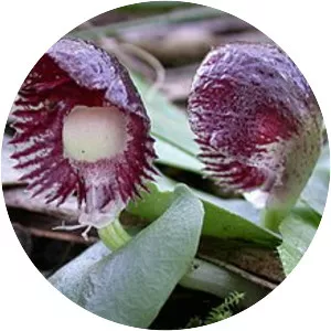 Corybas diemenicus