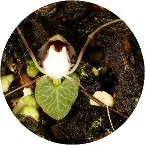 Corybas geminigibbus