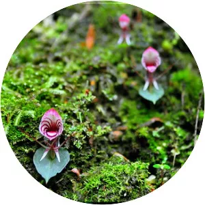 Corybas himalaicus