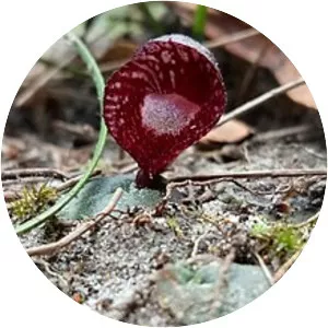 Corybas undulatus