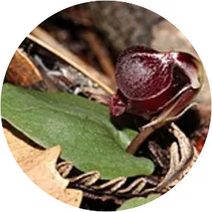 Corybas unguiculatus