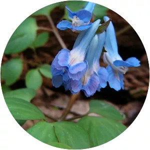 Corydalis ambigua