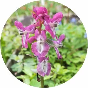 Corydalis cava - Plants