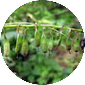 Corydalis ochotensis - 