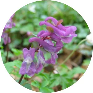 Corydalis