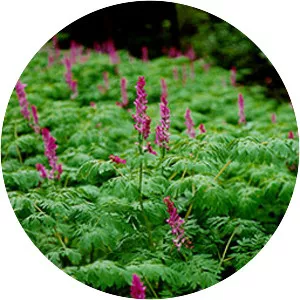 Corydalis scouleri