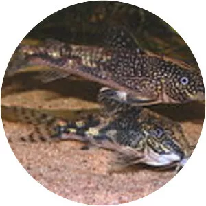 Corydoradinae