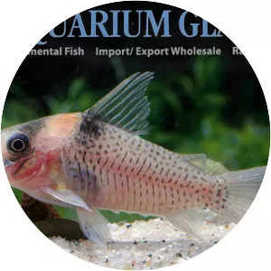 Corydoras amandajanea - 