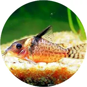 Corydoras amphibelus - 