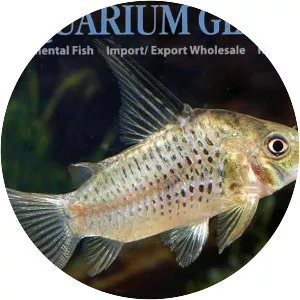 Corydoras armatus - 