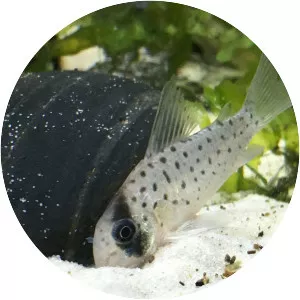 Corydoras atropersonatus