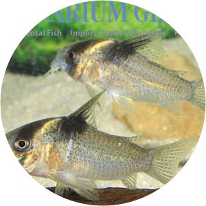 Corydoras bicolor