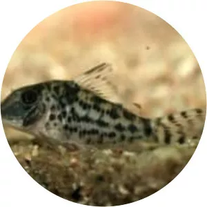 Corydoras blochi - 