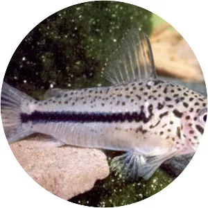 Corydoras coppenamensis - 