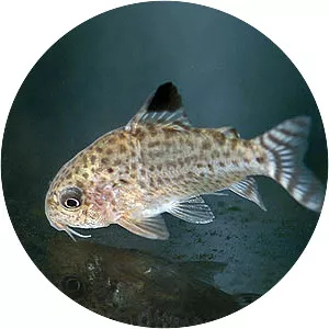 Corydoras cruziensis - 