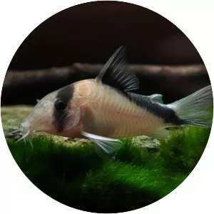 Corydoras davidsandsi