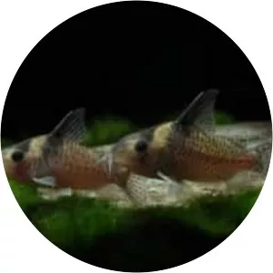 Corydoras delphax - 
