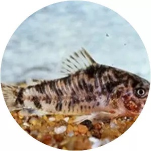 Corydoras difluviatilis - 