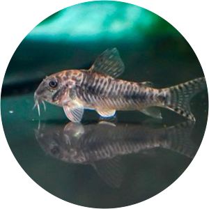 Corydoras ellisae