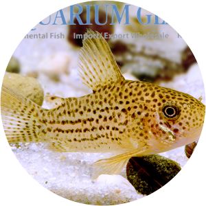 Corydoras eversi