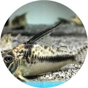 Corydoras filamentosus
