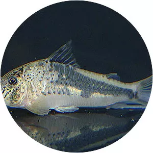 Corydoras fowleri