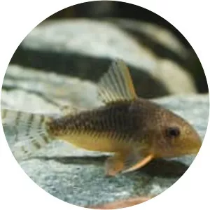 Corydoras gossei