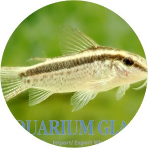 Corydoras gracilis