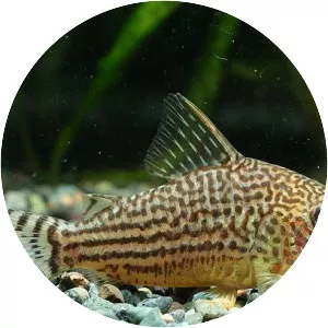 Corydoras haraldschultzi
