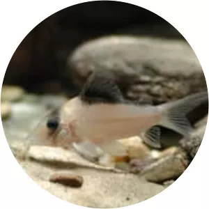 Corydoras imitator - 