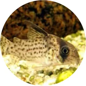 Corydoras kanei