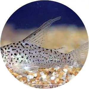 Corydoras loretoensis - Fish