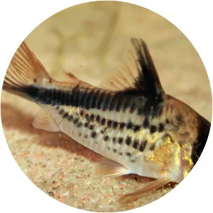 Corydoras loxozonus