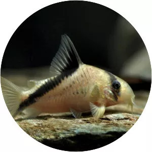 Corydoras melini