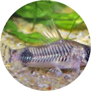 Corydoras ortegai