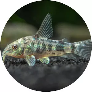 Corydoras paleatus