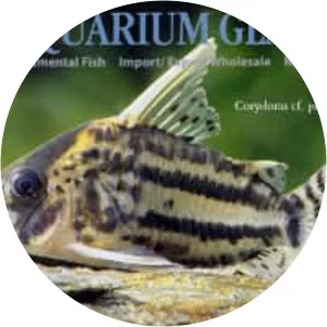 Corydoras pulcher