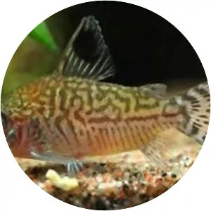 Corydoras reticulatus