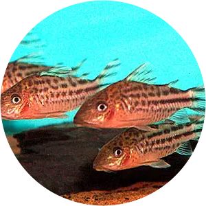 Corydoras robineae - Fish