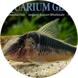 Corydoras semiaquilus