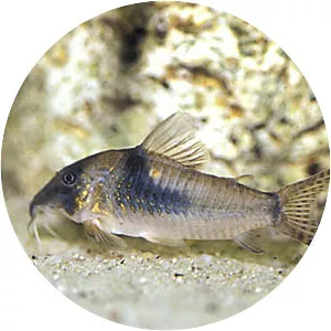 Corydoras septentrionalis