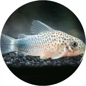 Corydoras similis