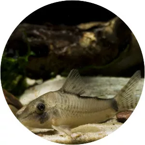 Corydoras simulatus