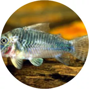 Corydoras stenocephalus - 
