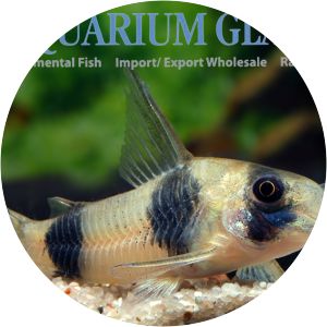 Corydoras tukano