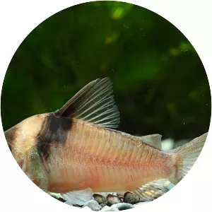 Corydoras virginiae